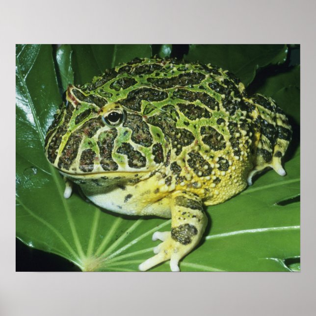 Affiche Crapaud Orné, (Ceratophrys ornata), (Devant)