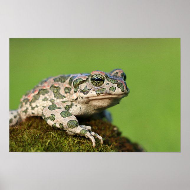 Affiche Crapaud vert européen (Devant)