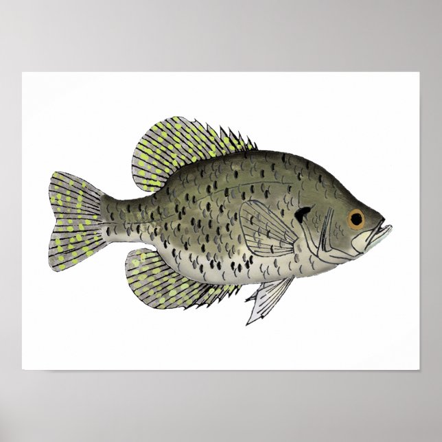 Affiche Crappie noire (Devant)
