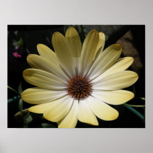 Affiche Cream African Rain Daisy