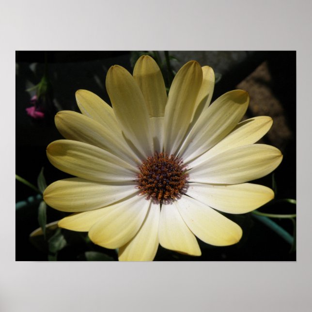 Affiche Cream African Rain Daisy (Devant)