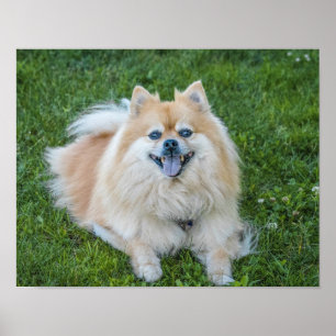 Affiche Cream Sable Chien Poméranien dans l'herbe