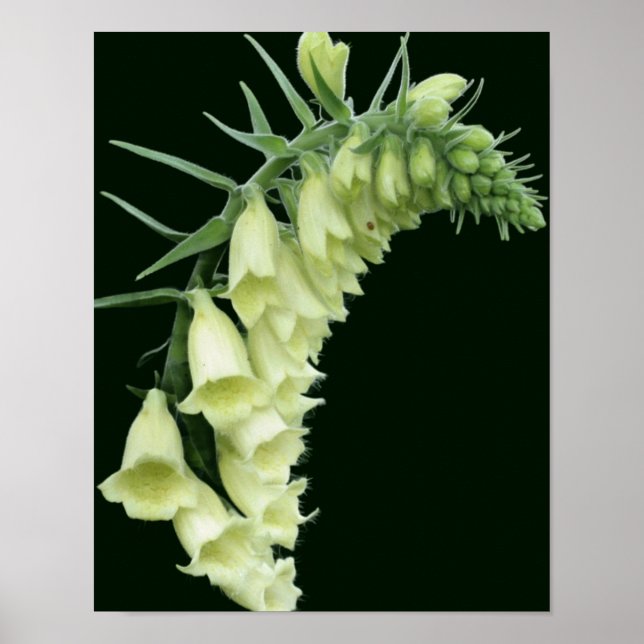 Affiche Creamy White Foxglove Flowers (Devant)