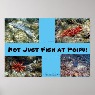 Affiche Créatures à la plage de Poipu