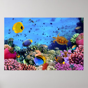 Affiche Créatures colorées de récif coralien