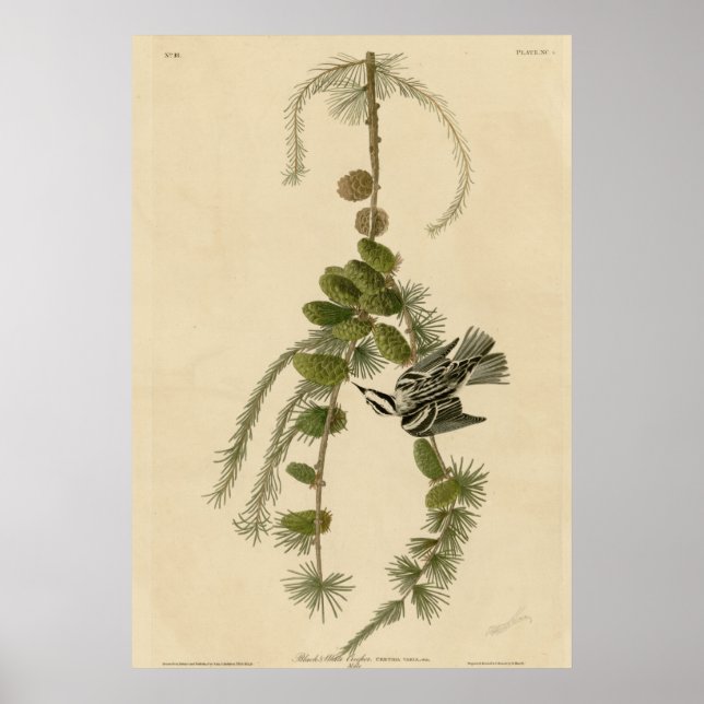 Affiche Creeper noir et blanc (Devant)