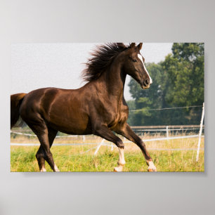 Affiche Créez votre propre photo de cheval de compagnie pe