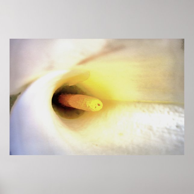 Affiche Crème Blanc Calla Lily Fermer l'art Abstrait (Devant)