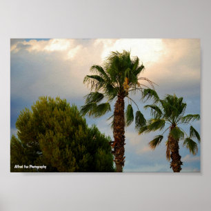 Affiche Crépuscule de palmiers tropicaux