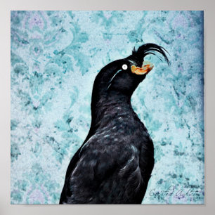 Affiche Crested Auklet