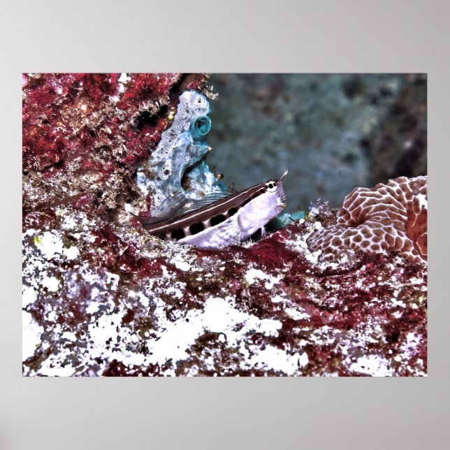 Affiche Crested Blenny (Devant)