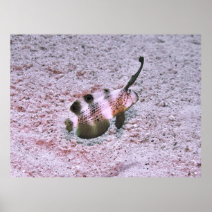Affiche Crested Blenny