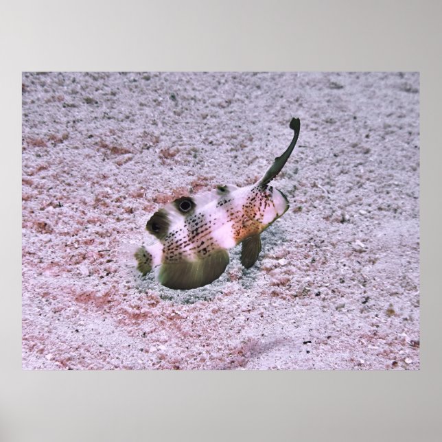 Affiche Crested Blenny (Devant)