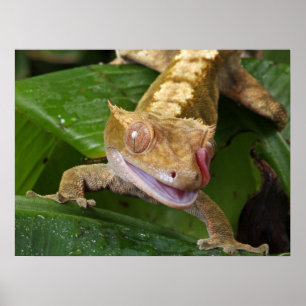 Affiche Crested Gecko