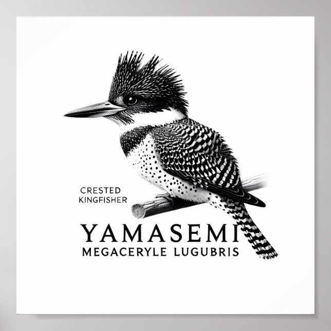 Affiche Crested Kingfisher Black & White Art Print (Devant)