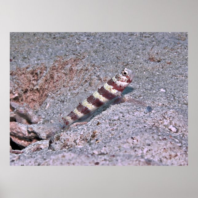 Affiche Crevette Goby à Montre (Devant)