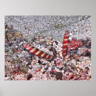 Affiche Crevette Goby Duo