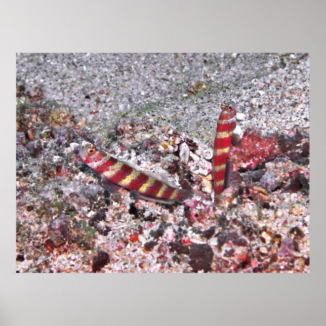 Affiche Crevette Goby Duo (Devant)