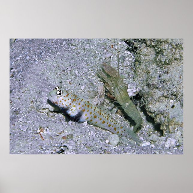 Affiche crevette Goby et partenaire (Devant)