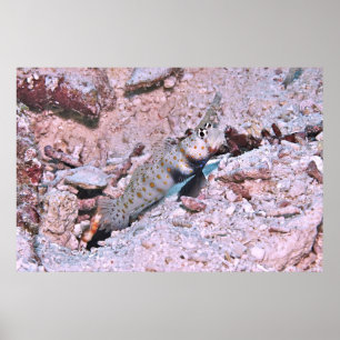Affiche Crevette tachetée orange Goby II