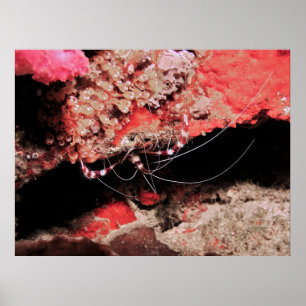 Affiche Crevettes de corail en bande