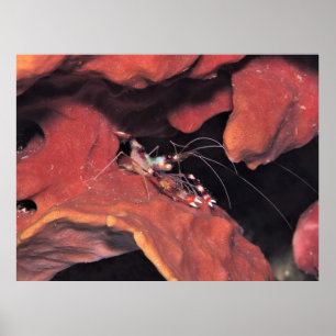 Affiche Crevettes de corail en bande avec oeufs