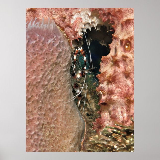 Affiche Crevettes de corail en bande dans l'éponge (Devant)