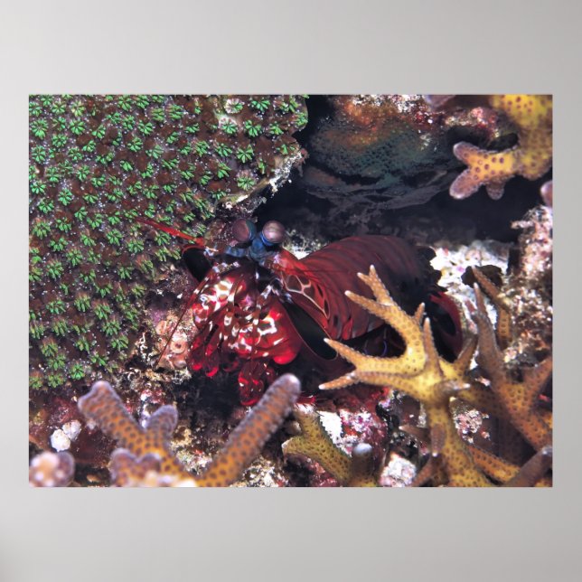 Affiche Crevettes de Mantis dans le corail (Devant)