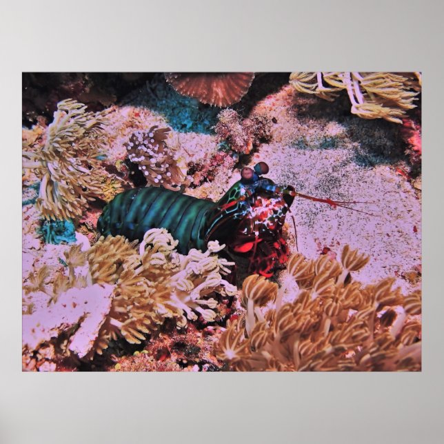 Affiche Crevettes de Mantis dans le corail (Devant)