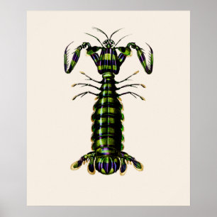 Affiche Crevettes géantes Mantis