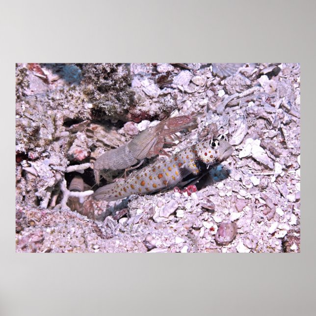 Affiche Crevettes Goby et crevettes (Devant)