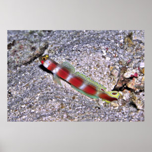Affiche crevettes Goby-Maldives