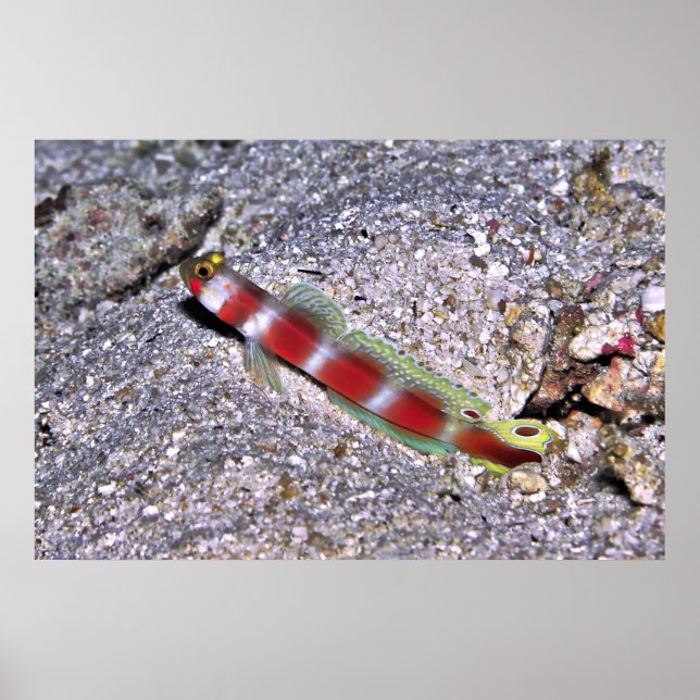 Affiche crevettes Goby-Maldives (Devant)