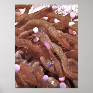 Affiche Crevettes limpides aux oeufs