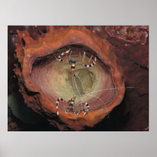 Affiche Crevettes nettoyantes à bande