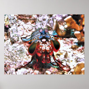 Affiche Crevettes Peacock Mantis