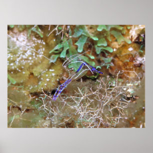 Affiche Crevettes propres