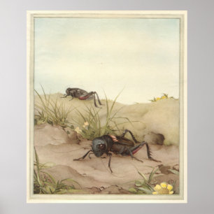 Affiche CRICKET de THE FIELD - illustration de livre