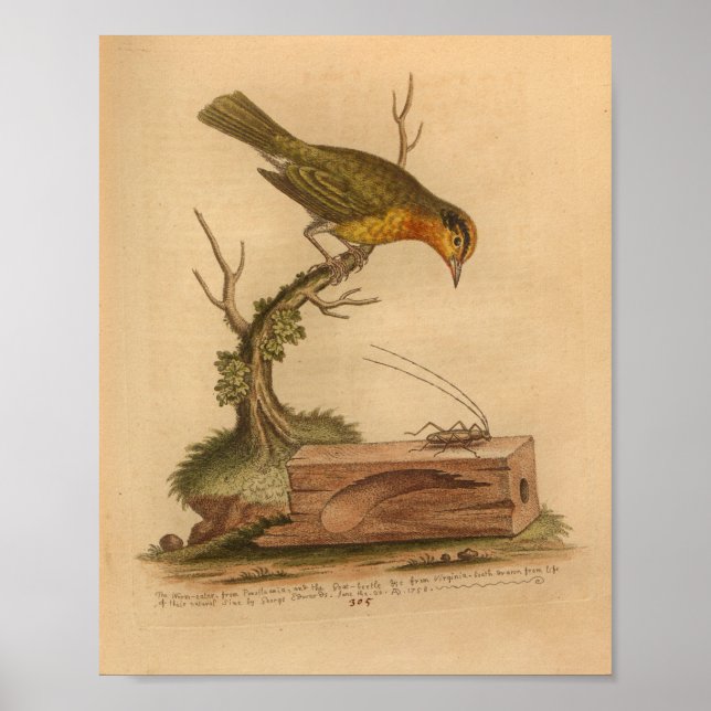 Affiche Cricket Jaune vintage Bird Imprimer (Devant)
