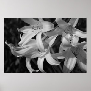 Affiche Crinum noir et blanc