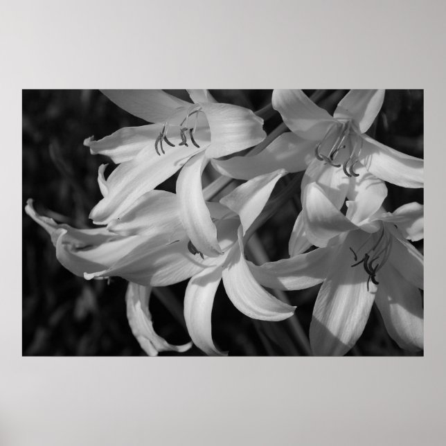 Affiche Crinum noir et blanc (Devant)