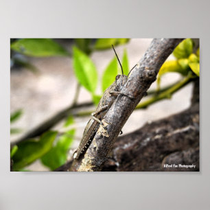 Affiche Criquet Égyptien sur Branche