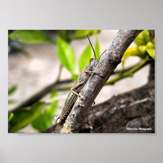 Affiche Criquet Égyptien sur Branche (Devant)
