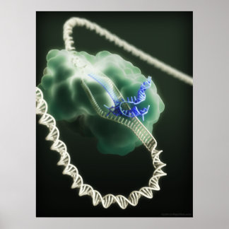 Affiche CRISPR-Cas9 complex at work