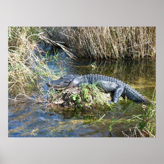 Affiche Croc (Devant)