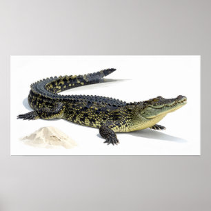 Affiche Crocodile