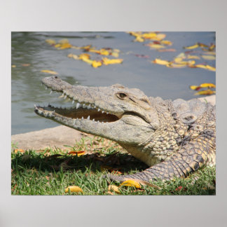 Affiche Crocodile