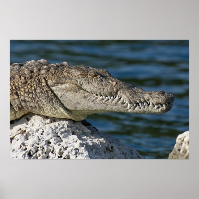 Affiche Crocodile américain (Devant)