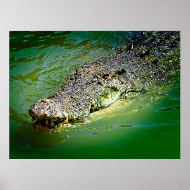 Affiche Crocodile d'eau salée du Territoire du Nord (Devant)