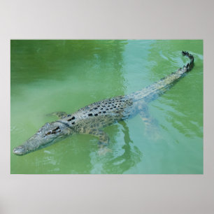 Affiche Crocodile d'eau salée en Australie